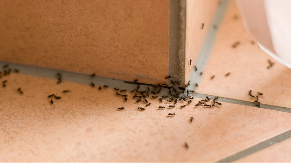13 tuti tipp, amivel örökre száműzheted a hangyákat az otthonodból