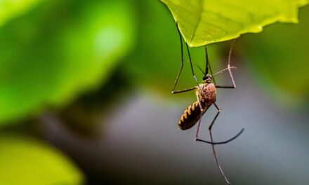 Szúnyoggyérítés Budafok-Tétényben